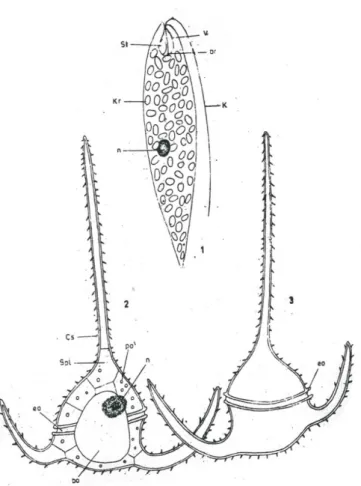 Şekil 5. Flagellat’lar. 1. Euglena viridis, 2. ve 3. Ceratium tripos.  bc: bazal cisim, bo: boyuna oluk, Çs: çeper 