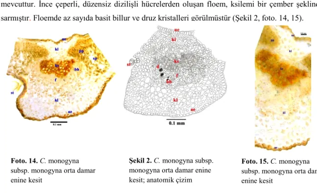 Şekil 2. C. monogyna subsp.  monogyna orta damar enine  kesit; anatomik çizim 