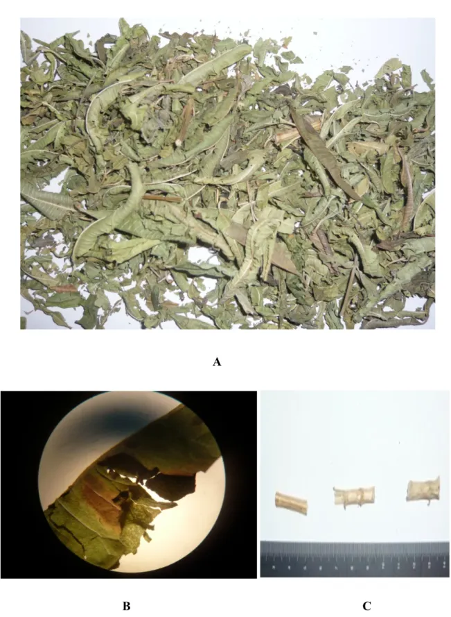 Şekil  9.  Numune  4.  A.  Morfolojik  görünüm,  B.  Küflenmiş  drog  kısımları,  C.  Yabancı  bitki 