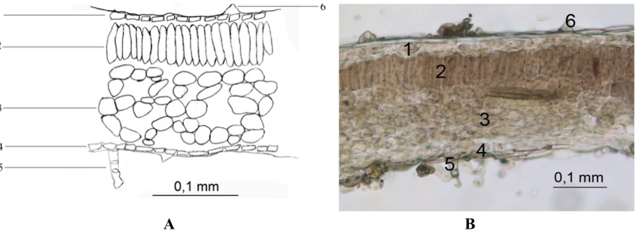 Şekil 2. Melissae folium yaprak ayası enine kesit: A. Çizim, B. Fotoğraf. 1. üst epiderma, 2