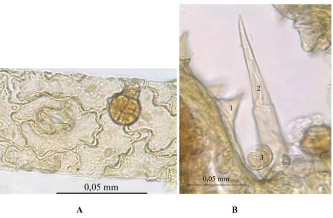 Şekil 3. Melissae folium yaprak yüzeyi karakteristik elemanları: A. Yaprak alt yüzeysel kesitinde 