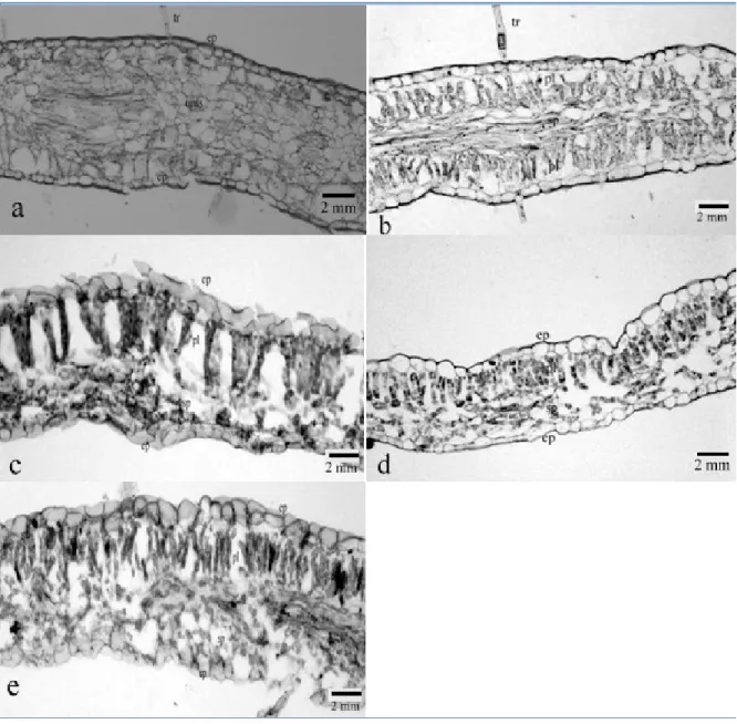 Figure 7. Leaf anatomy of  a. V. canescens subsp. canescens, b. V. canescens subsp.  pedunculata,  c