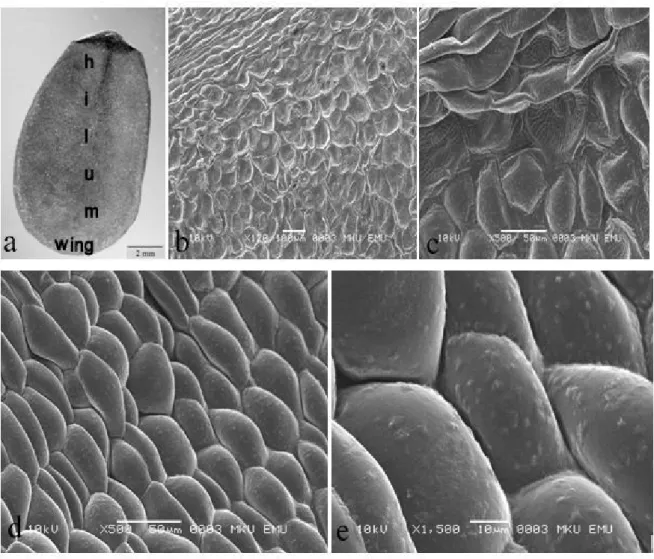 Figure 1. V. canescens subsp. canescens, a. General view of seed; b, c. hilum cells; d, e