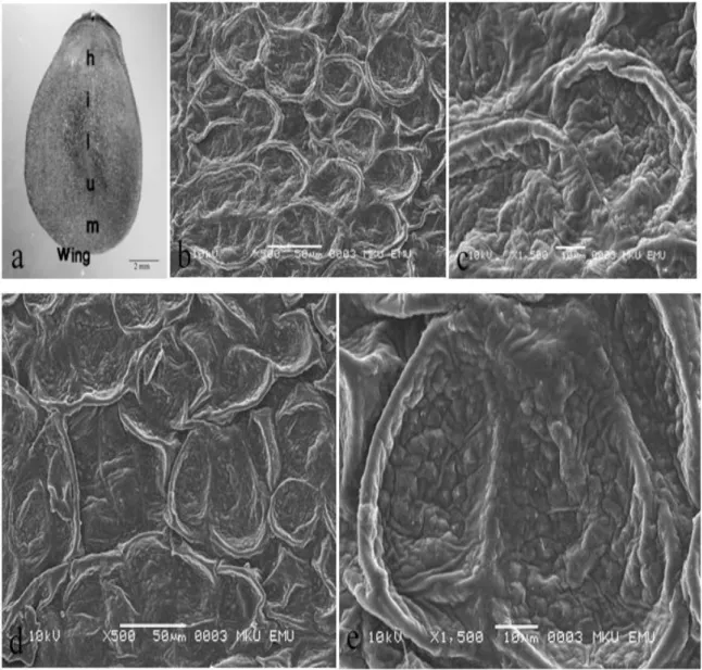 Figure 2. V. canescens subsp. pedunculata a. General view of seed; b, c. hilum cells; d, e