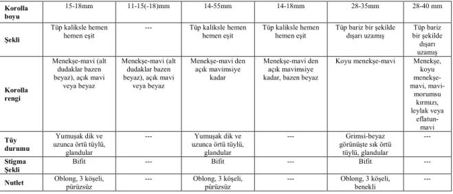 Şekil  5.  1:  L.  peltata,  2:  L.  iberica,  3:  L.  canescens;  Kök  enine  kesiti  anatomik,  eh  ezilmiş  hücreler, fe felloderma, m mantar, sf sekonder floem, sk sekonder ksilem, ö öz 