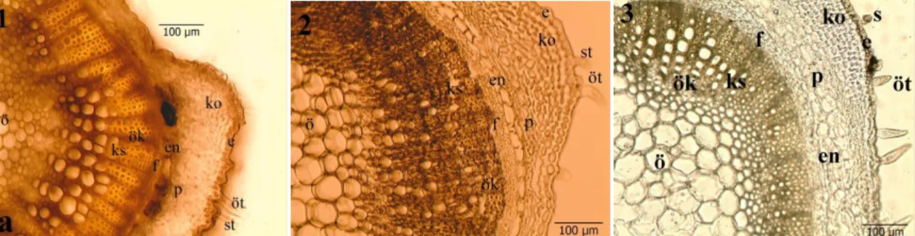 Şekil 6. 1: L. peltata, 2: L. iberica, 3: L. canescens; Gövde enine kesiti anatomik, e epiderma, en  endoderma,  f  floem,  ko  kollenkima,  ks  ksilem,  ö  öz,  ök  öz  kolu,  öt  örtü  tüyleri,  p  parenkima, st salgı tüyü 