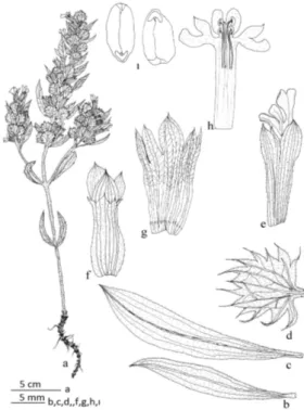 Şekil 2. Lallemantia peltata, a bitki genel görünüş; b gövde alt   yaprak; c gövde üst yaprak d brakteol; e çiçek; f kaliks; g kaliksin   iç yüzü; h korollanın iç yüzü, pistil ve stamenler; ı nuks 