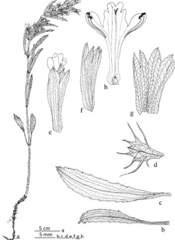 Şekil 3. Lallemantia iberica, a bitki genel görünüş; b gövde   alt yaprak; c gövde üst yaprak; d brakteol; e çiçek; f kaliks;   g kaliksin iç yüzü;  