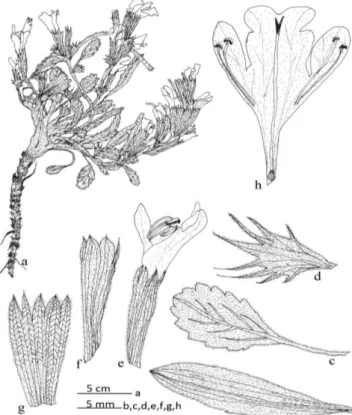 Şekil 4. Lallemantia canescens, a bitki genel görünüş; b gövde üst   yaprak; c gövde alt yaprak, d brakteol; e çiçek; f kaliks; g kaliksin   iç yüzü; h korollanın iç yüzü; pistil ve stamenler  
