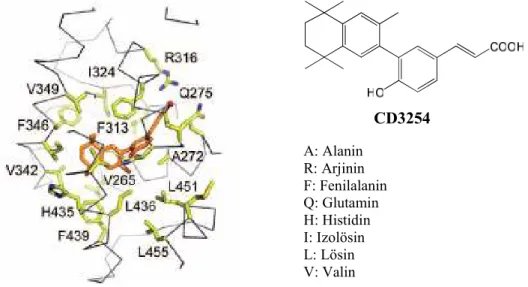 Şekil 1. CD3254 Bileşiğinin RXRα proteinine bağlanması (22) (Reprinted and modified with permission  from Perez-Santın, E.P., et al