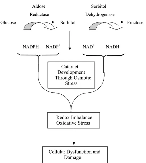 Figure 1. The aldose reductase (AR) pathway theory. NAD +  = oxidized nicotinamide adenine  dinucleotide; NADH = reduced nicotinamide adenine dinucleotide; NADP +  = oxidized  nicotinamide adenine dinucleotide phosphate; NADPH = reduced nicotinamide adenin
