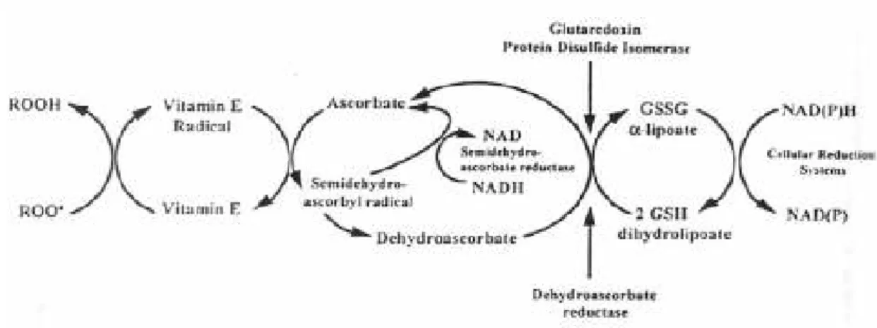 Figure 3. Ascorbate and redox cycling antioxidants. Ascorbate regenerates vitamin E from its radical form, 