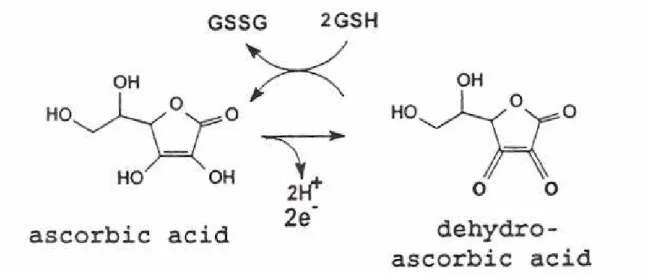 Figure 1. Ascorbic acid and dehydroascorbic acid. Ascorbic acid is the reduced form of vitamin C