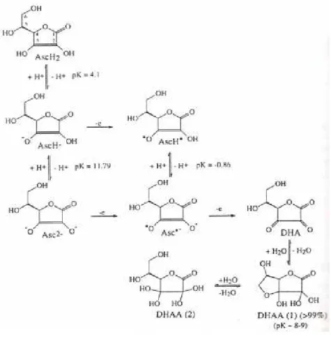 Figure 2.The equilibrium and redox species in the ascorbic acid-dehydroascorbic acid system (11, 24) 