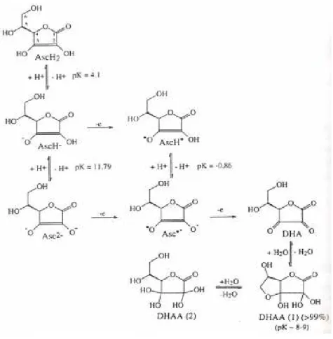 Figure 2.The equilibrium and redox species in the ascorbic acid-dehydroascorbic acid system (11, 24) 
