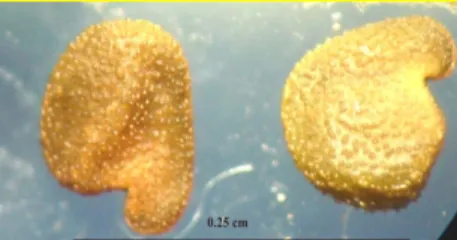 Şekil 5. O. basiadnata  polenin taramalı  elektron  mikroskobundaki  (SEM)  görüntüleri a, b