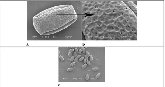Şekil 8. O. macrosperma polenin taramalı  elektron  mikroskobundaki (SEM)   görüntüleri  a, b