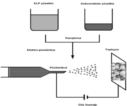 Şekil 6.  ELP - Doksorubisin nanopartiküllerinin üretiminin şematik gösterimi (21) 