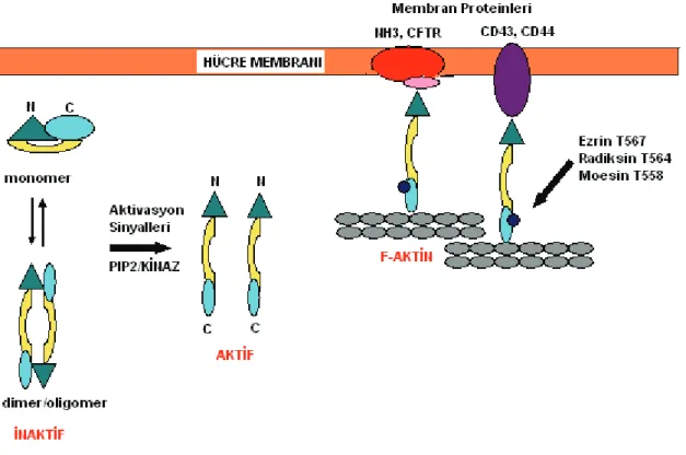Şekil 3: ERM Proteinlerinin Fosforilasyonu: ERM proteinleri sitoplazmada monomer ya da  dimer/ oligomer şeklinde inaktif halde bulunmaktadırlar