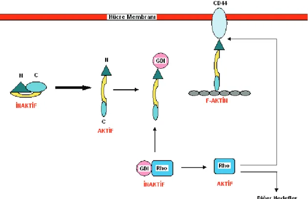 Şekil 4: ERM Proteinleri ve Rho Sinyal Yolağı Arasındaki İlişki. 