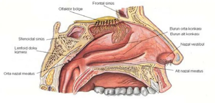 Şekil 1. Burun anatomisi (Atlas of Human Anatomy, 1997) 