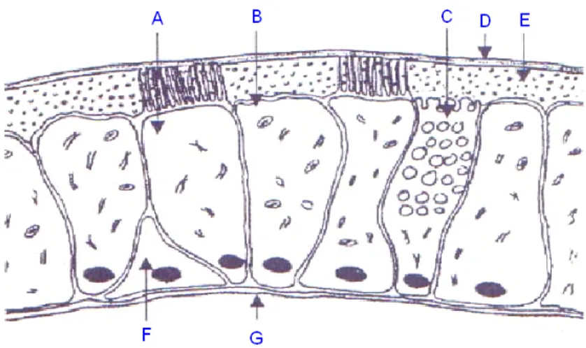 Şekil 2. A-silialı hücreler, B-siliasız hücreler, C-goblet hücreleri, D- jelli mukus tabakası, E-sol tabakası, F- F-bazal hücreler, G-alt membran 