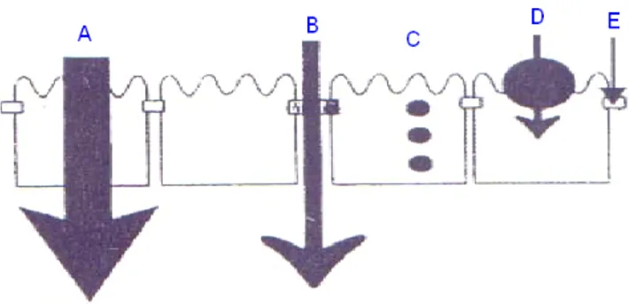 Şekil 3. A-transselüler geçiş, B-paraselüler geçiş, C-transsitoz, D-taşıyıcı ile geçiş, E-sıkı birleşme  yerlerinden geçiş 