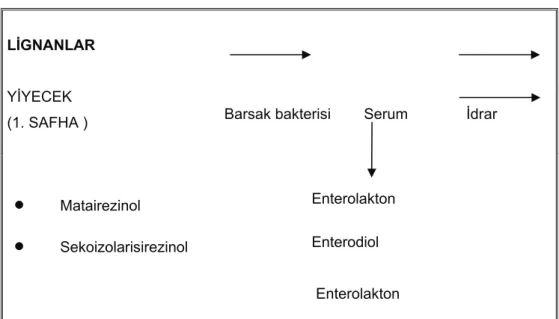 Tablo 6. Lignanların barsaklardaki metabolizması (32) 