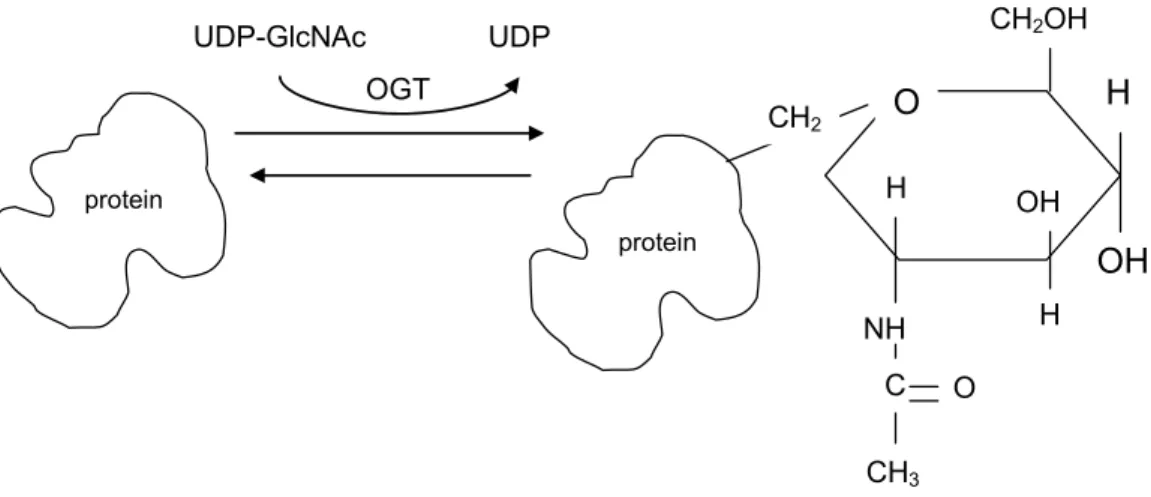Şekil 2. Nükleer ve Sitozolik Proteinlere N-Asetil-Glukozamin Bağlanması  Diyabetik Kalpte Görülen Biyokimyasal ve Metabolik Değişiklikler 