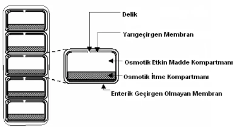 Şekil 6. OROS-CT’nin enine kesiti (1). 