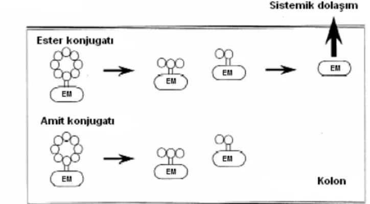 Şekil 5.  Sıçan çekumunda ve kolonda  β-siklodekstrin-etkin madde konjugatından etkin maddenin salım  mekanizması (8)