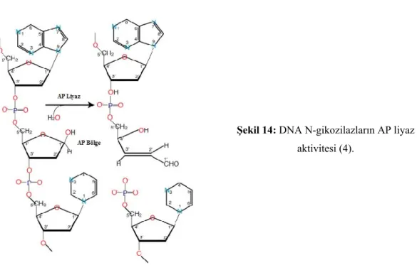 Şekil 14: DNA N-gikozilazların AP liyaz 