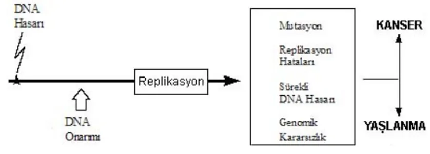 Şekil 1: DNA Onarım Fonksiyonları (1).  2. MUTASYON 