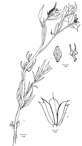 Figure 8. N.lancifolia a.habitus b.sepal c.petal d. capsule 