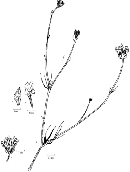Figure 10.  N.unguicularis a.habitus b.petal c.flower 
