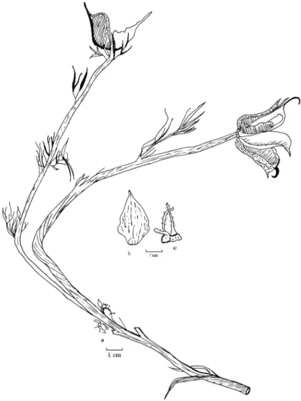 Figure 2. N.oxpetala a.habitus  b.sepal   c.petal 