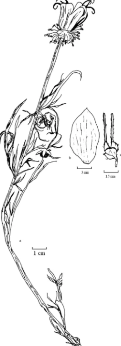 Figure 3. N.latisecta   a.habitus   b. sepal   c.  petal 