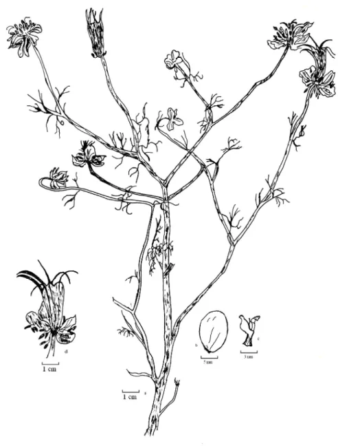 Figure 4. N.segetalis a. habitus b. sepal c.petal d. capsule 