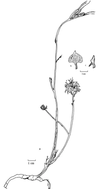 Figure 5. N.arvensis var. glauca  a.habitus  b.sepal  c.petal 