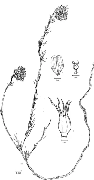 Figure 7. N.elata a.habitus  b. sepal  c. petal d. capsule 