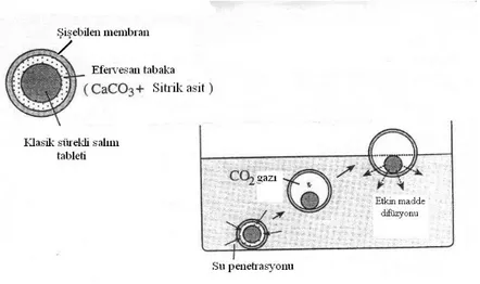 Şekil 5: İki tabakalı efervesan sistemlerin yapısal özellikleri (solda) ve yüzme mekanizmaları (sağda) (3)