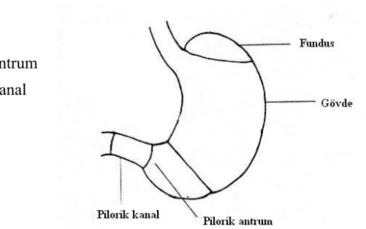 Şekil 1: Midenin anatomik yapısının şematik gösterimi (2). 