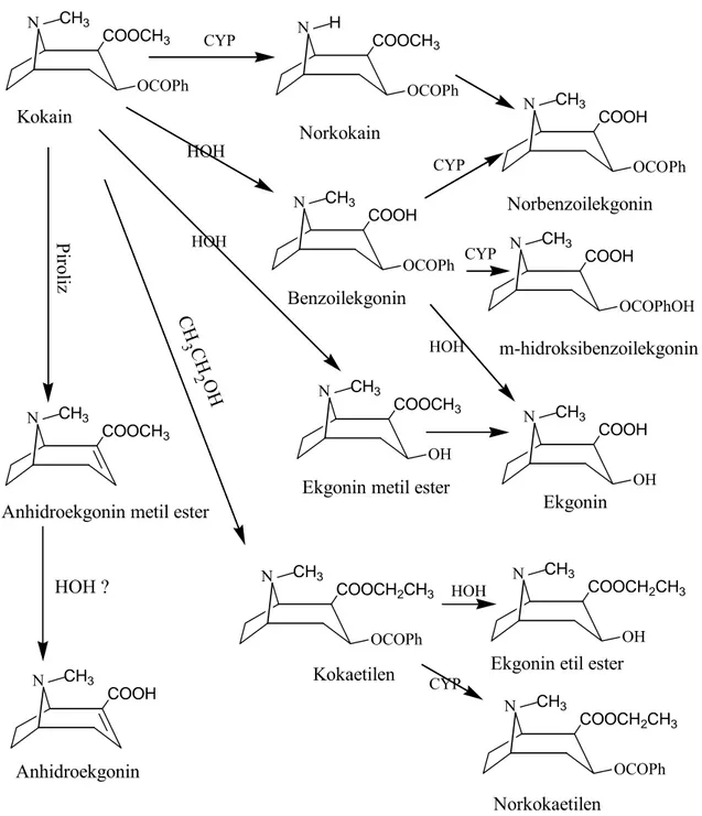 Şekil 1: Kokainin biyotransformasyonu, pirolizi ve etanol ürünleri (CYP= sitokrom P-450; HOH= hidroliz) (2,3)