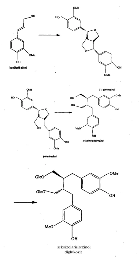 Şekil 1. Sekoizolarisirezinol'un tahmin edilen biyosentetik yolu (18/ sekoizolarisirezinol 