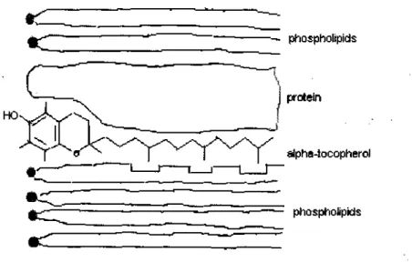 Figure 1 Diagrammatic Representation of the Proposed Interaction Between cc- cc-Tocopherol and Polyunsaturated Phospholipids (68) 