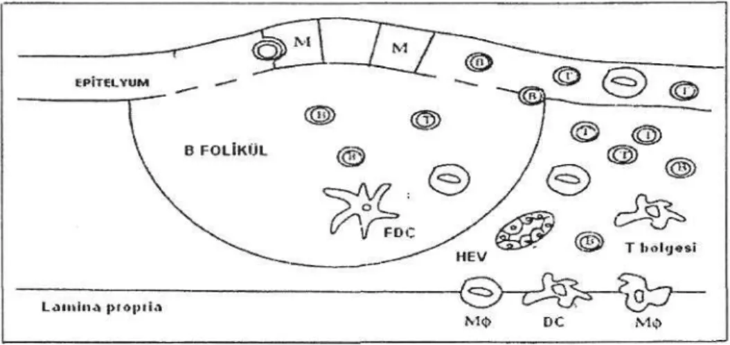 Şekil l:NALT'ın yapısı.B-B hücresi; M-M hücresi; Mcp-makrofajlar; 