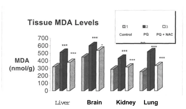 Figure 3. Effects of PQ, NAC and PQ+NAC on MDA levels in mice tissue. 