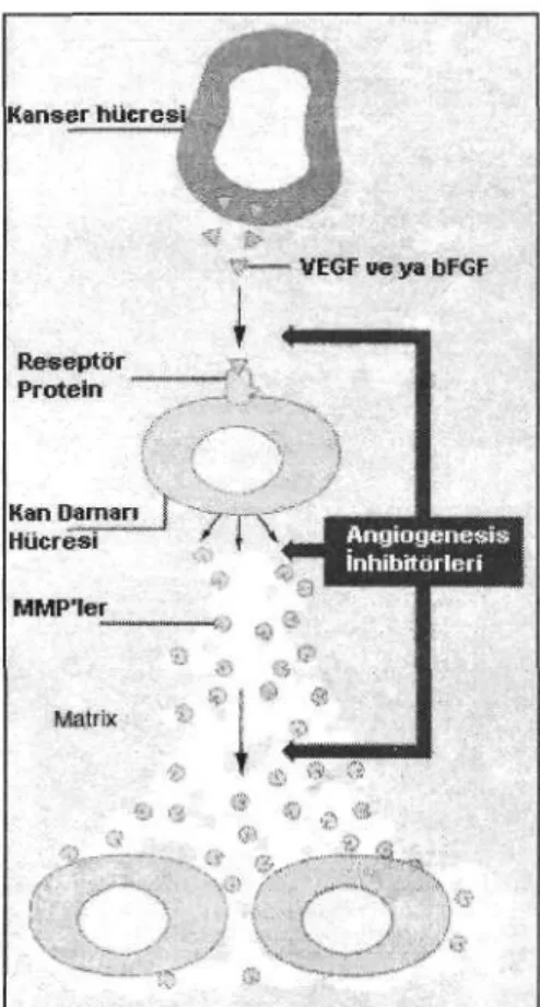 Şekil 13: Angiogenesis inhibitörleri 