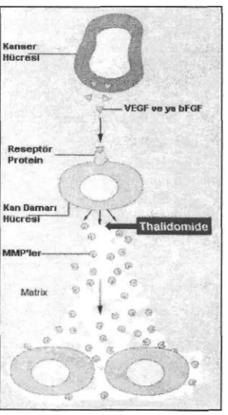 Şekil 16: AG3340, marimistat ve angiogenesis 