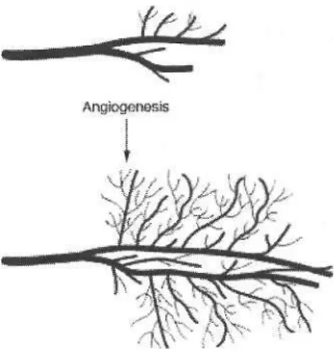 Şekil 1: Kan damarları ağı oluşumu (angiogenesis)  Tümör Angiogenesis 'i Nedir? Küçük bir yerel tümör 